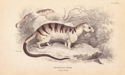Civette palmiste rayée, Hemigalus derbyanus (Hemigalea zebra). Menacée. Gravure sur acier coloriée à la main par Lizars d