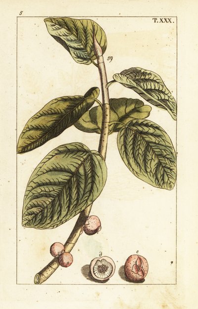 Branche de figuier banyan avec fruit, Ficus benghalensis - Unbekannter Künstler