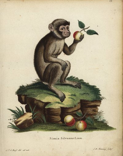 Macaque berbère, Macaca sylvanus - Unbekannter Künstler