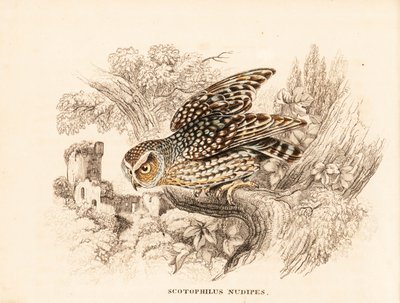Chouette à pattes nues, Margarobyas lawrencii. Gravure à l