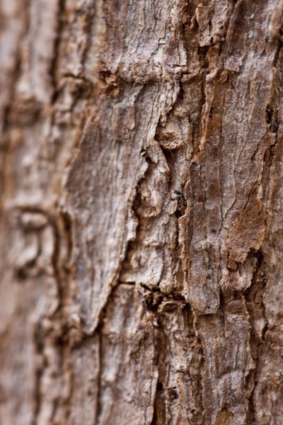 Écorce II (photographie) - Unbekannter Künstler