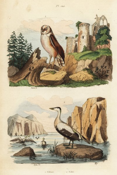 Chouette effraie, Tyto alba, et eider à duvet, Somateria mollissima - Unbekannt