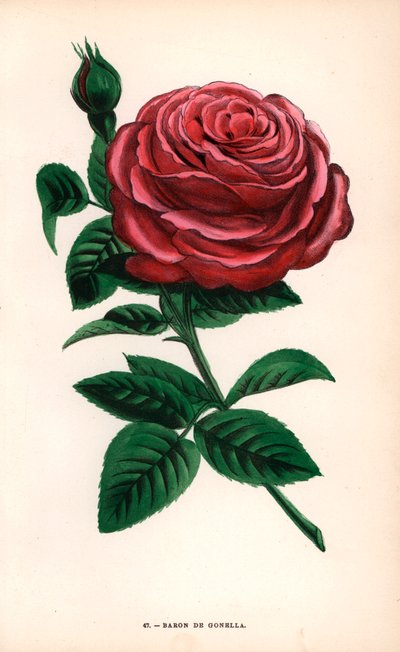 Rose Baron de Gonella, variété de la rose de l