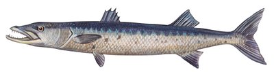 Barracuda - Grand barracuda (Sphyraena barracuda) - Unbekannter Künstler