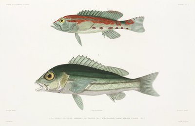 Serrano barré et Vivaneau bleu et or - Unbekannter Künstler