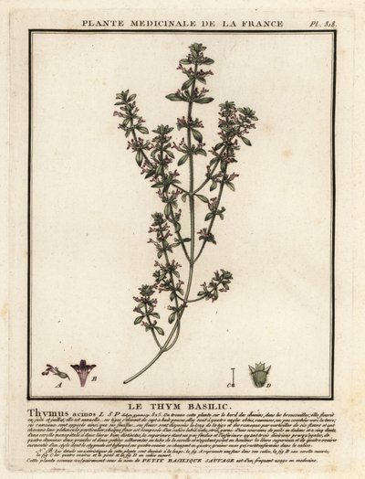 Thym basilic, Clinopodium acinos - Unbekannter Künstler