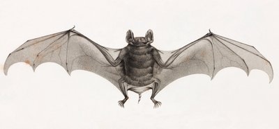 Chauves-souris en Égypte - Unbekannt
