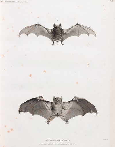 Chauves-souris en Égypte - Unbekannt