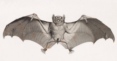 Chauves-souris en Égypte - Unbekannt