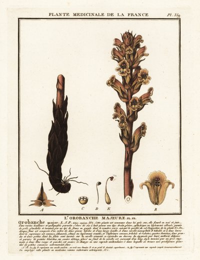 Orobanche caryophyllacea - Unbekannter Künstler
