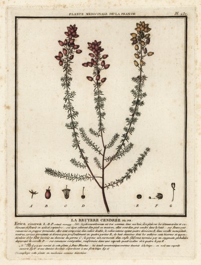 Bruyère cendrée, Erica cinerea - Unbekannter Künstler
