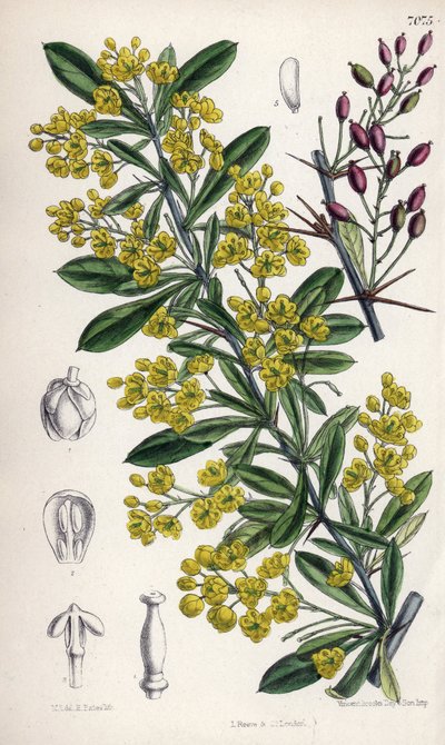 Berberis lycium, arbuste d