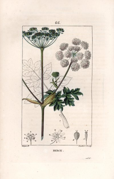 Berce ou charavie - Gravure par Lambert fils, d