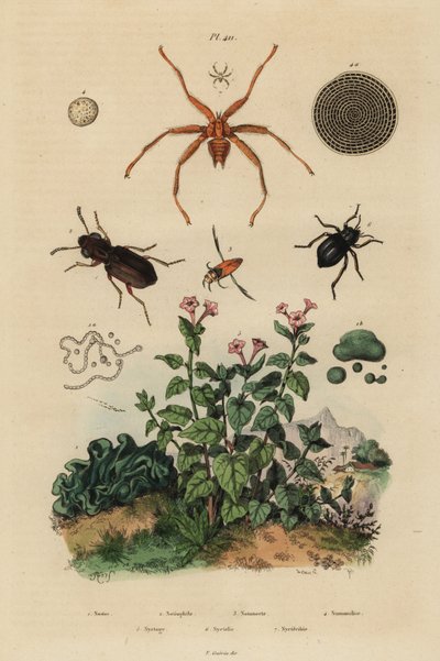 Coléoptère aux grands yeux, Notiophilus biguttatus, nageur de dos, espèces de Nononecta, fossile de nummulite, coléoptère noir, espèces de Nyctelia, mouche chauve-souris, espèces de Nycteribia - Unbekannt