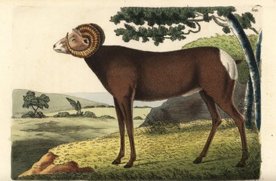 Mouflon canadien ou mouflon d
