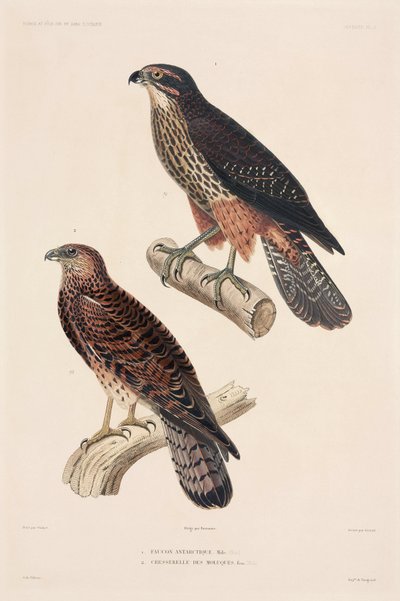 Oiseaux de proie - Unbekannter Künstler