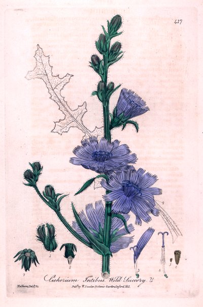 Chicorée amère (Cichorium intybus) - Unbekannter Künstler