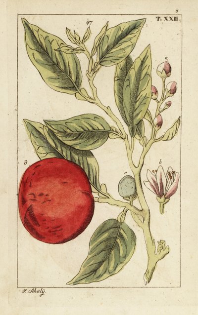 Orange amère ou orange de Séville, Citrus x aurantium - Unbekannter Künstler