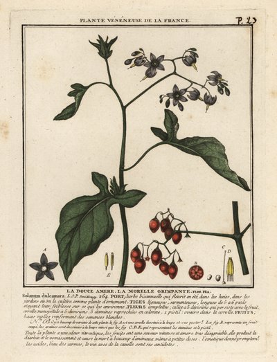 Morelle douce-amère, Solanum dulcamara - Unbekannter Künstler