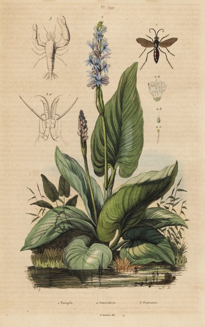 Guêpe araignée à bandes noires, Anoplius viaticus 1, pontédérie, Pontederia cordata 2, et crevette gardienne, Anchistus custos 3 - Unbekannt