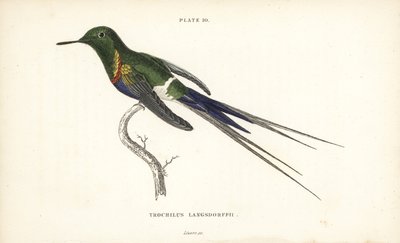 Colibri à ventre noir, Discosura langsdorffi (Colibri de Langsdorff, Trochilus langsdorffii) - Unbekannter Künstler