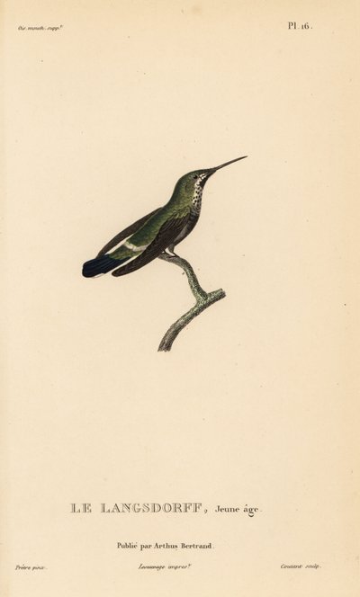 Colibri à queue noire, Discosura langsdorffi (Ornismya langsdorfii). Immature. Gravure sur acier coloriée à la main par Coutant d