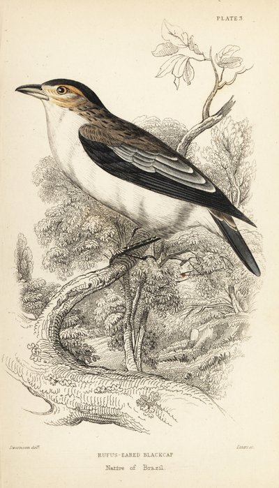 Tityre à couronne noire, Tityra inquisitor (Tityre à oreilles rousses, Psaris erythrogenys). Gravure sur acier coloriée à la main par William Lizars d