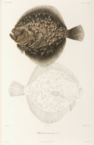 Turbot de la mer Noire - Unbekannt