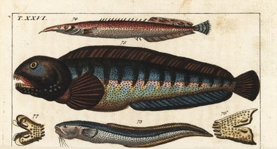 Poisson-donjon à nageoires noires - Poisson de Siam (ou Petite Masta, Anguille ocellée, Trompette ou Anguille épineuse) - Poisson-loup - Blennie serpent MacroSnake, Ophidion barbatum 73, petite anguille épineuse, Macrognathus aculeatus 74, poisson-loup, An - Unbekannter Künstler