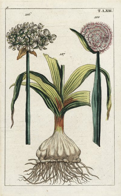 Ail noir (Allium nigrum) et oignon (Allium cepa). Gravure sur cuivre colorée à la main d