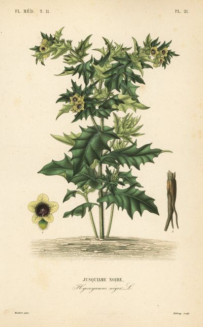 Jusquiame noire, Hyoscyamus niger - Unbekannt