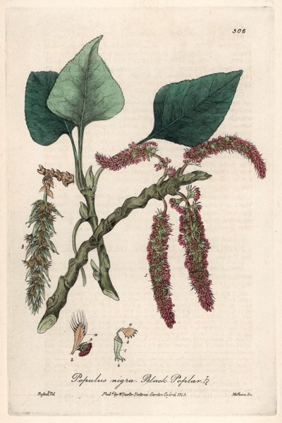 Peuplier noir ou franc, liard ou piboule (Populus nigra) - Planche botanique de Isaac Russell, gravée par Charles Matthews, tirée de « Phénomènes botaniques anglais » de William Baxter (1788-1871) - Unbekannter Künstler