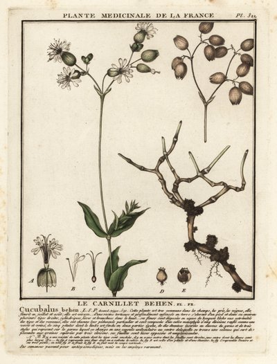 Silène enflée, Silene vulgaris - Unbekannter Künstler