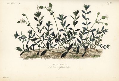 Silène enflé, Silene vulgaris - Unbekannt