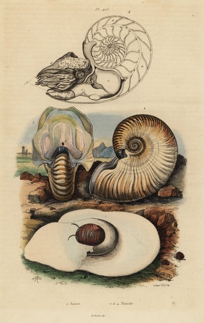 Escargot de lune, Neverita didyma 1, nautile croûteux, Nonion umbilicatulum 2, et nautile à chambres, Nautilus pompilius 3,4 - Unbekannt
