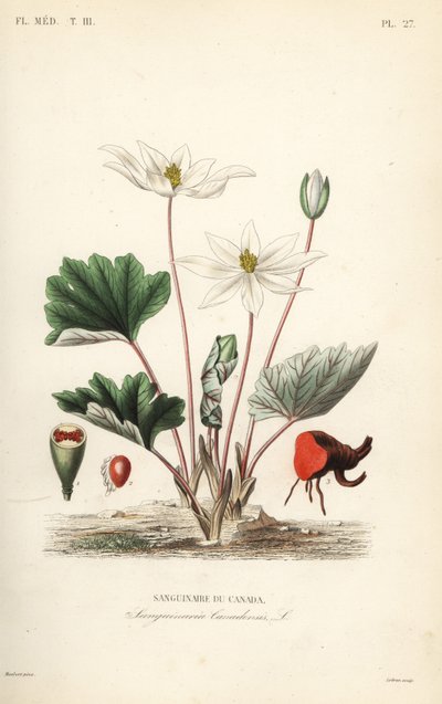 Sanguinaire du Canada, Sanguinaria canadensis - Unbekannt