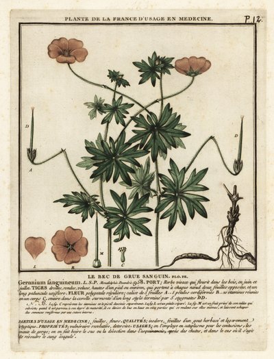 Géranium sanguin, Geranium sanguineum - Unbekannter Künstler