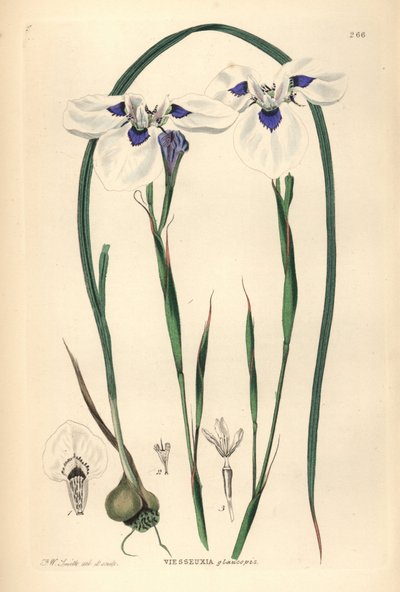 Moraea aristata aux yeux bleus - Unbekannter Künstler