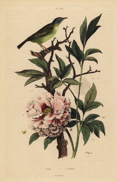 Rhipidure à tête bleue, Rhipidura cyaniceps, et pivoine, Paeonia suffruticosa - Unbekannt