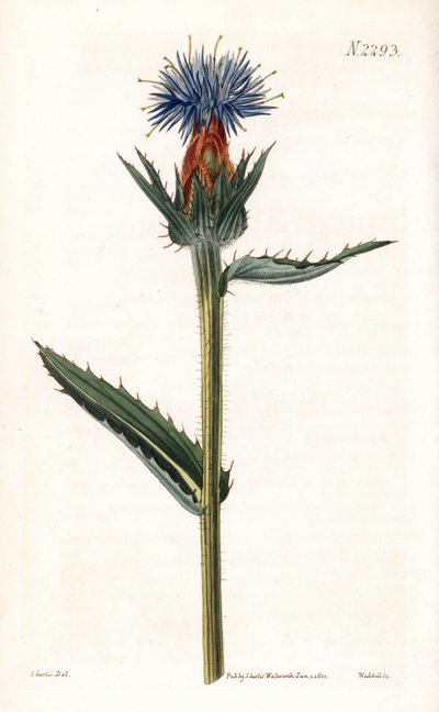 Cardoncelle bleue - Chardon bleu ou carthame à fleurs bleues, Carthamus caeruleus. Gravure sur cuivre coloriée à la main par Weddell d