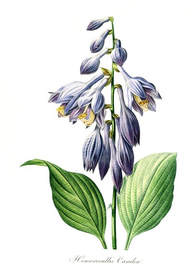 Hémérocalle bleue (Hemerocallis caerulea), reproduction numérique d