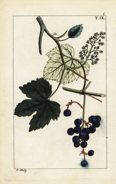 Raisins bleus sur vigne, Vinis vitifera - Unbekannter Künstler