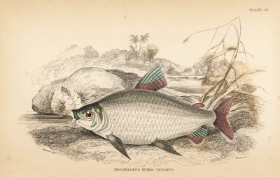 Bocachico ou koulimata, Prochilodus rubrotaeniatus (Carpe saumonée à rayures rouges pâles, Prochilodus rubro-taeniatus). Gravure sur acier colorée par W.H. Lizars d