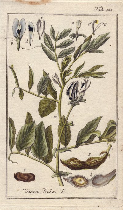 Botanique : plante de haricot avec fleurs, feuilles et haricots en gousses, Vicia faba. Gravure sur cuivre coloriée à la main d