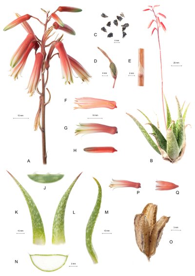 Planche botanique/Aloe/Aloès - Unbekannt