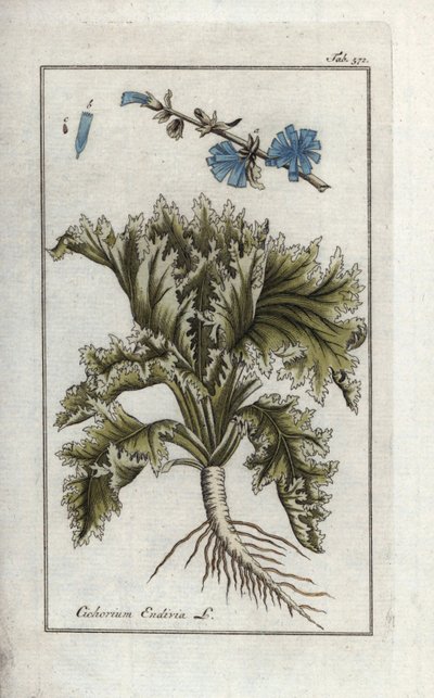 Endive (Cichorium endivia) - Unbekannter Künstler