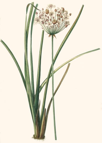 Illustration botanique/Redouté/Butomus umbellatus/Butome en ombelle/Fleur de bracelet - Unbekannt