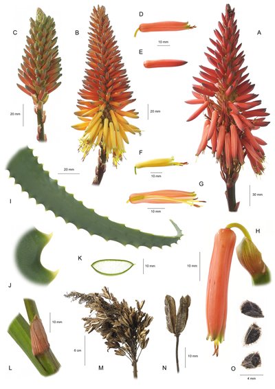 Planche botanique / Aloe arborescens - Unbekannt
