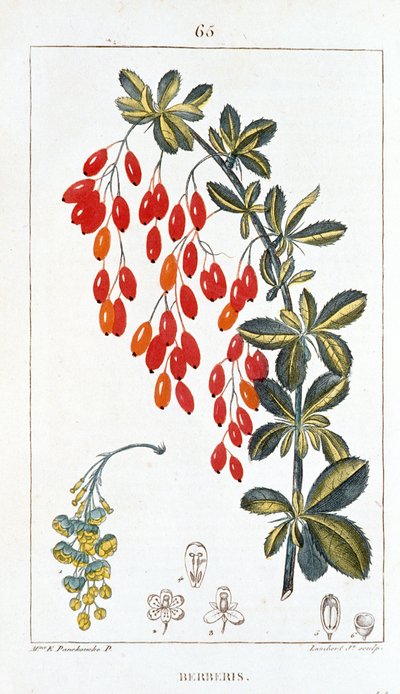 Planche botanique/Berberis sp/Épine-vinette - Unbekannt
