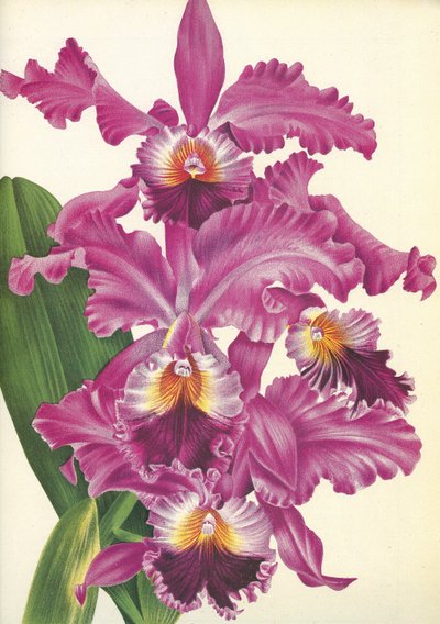 Planche botanique/Cattleya labiata var. Perfecta/Lindenia - Unbekannt
